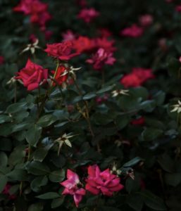Read more about the article Summer Diary: When Fuchsia Roses Rule